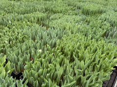 Highlighted image: Divers assortiment en unieke CATT-proeven tijdens de CNB Marktbroeishow!